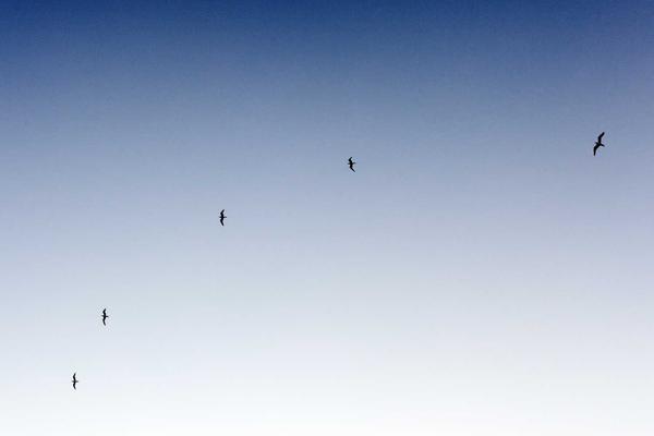 33 Acres Brewing Co. 33 Acres of Nirvana